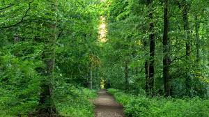 Woods